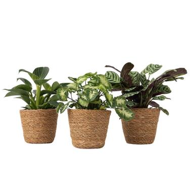 Mix van 3 kamerplanten incl. mandjes - Hoogte 25-40cm - ⌀12cm