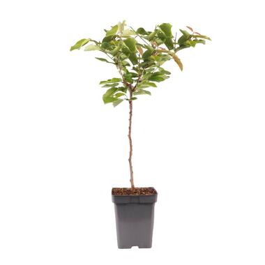 Kersenboom - Prunus avium - Zoete kers - Hoogte 90-110cm - ⌀23cm
