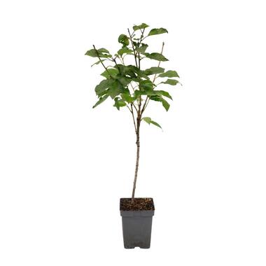 Kersenboom - Prunus avium 'Stella' - Zoete kers - Hoogte 90-110cm - ⌀23cm