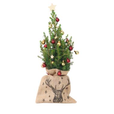 Mini-kerstboom met juten zak - Picea glauca 'Conica' - Hoogte 55-65cm - ⌀15cm