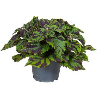 Coleus 'Tiger' - Siernetel - Hoogte 25-35cm - ø17cm