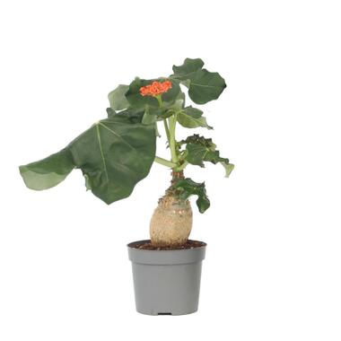 Koraalplant - Jatropha podagrica - Hoogte 25-45cm - ⌀13cm