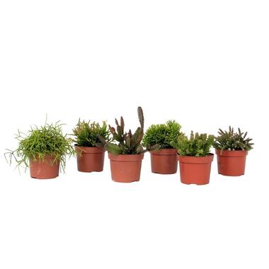 Koraalcactus Mix - Rhipsalis - Mix van 6 - Hoogte 15-20 cm - Pot 12 cm