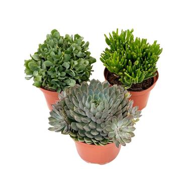 Vetplanten - Set van 3 - Succulent Mix - Hoogte 30-35cm - ⌀17cm