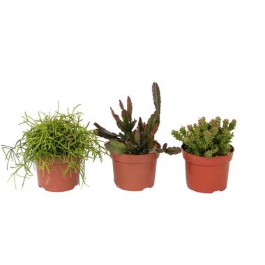 Koraalcactus Mix - Rhipsalis - Mix van 3 - Hoogte 15-20 cm - Pot 12 cm