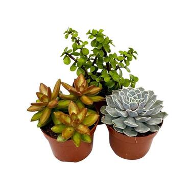 Vetplanten - Set van 3 - Succulentenmix - Hoogte 15-20cm - ⌀10,5cm