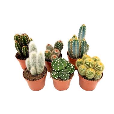 Cactusmix - Set van 6 - Cactus - Hoogte 15-20cm - ⌀10,5cm