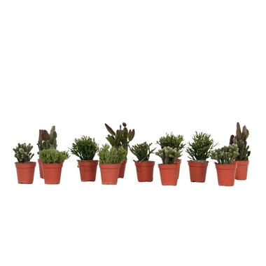 Koraalcactus Mix - Rhipsalis - Mix van 12 - Hoogte 8-12 cm - Pot 5.5 cm