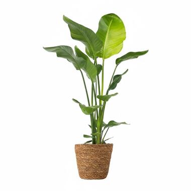 Paradijsvogelplant met mand- Strelitzia nicolai - Hoogte 90-110cm - ⌀21cm