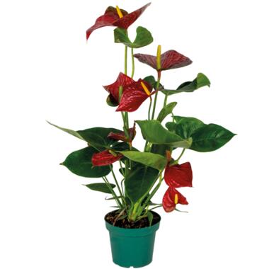 Anthurium Aristo Rood – Flamingoplant - ⌀14 cm - ↕45-55 cm product