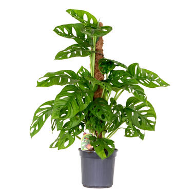 Gatenplant - Monstera 'Monkey Leaf' Mosstok - Pot 17 - Hoogte 65 cm product