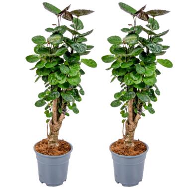 Polyscias 'Fabian 2x - tropische kamerplant pot 12 cm -hoogte 40 cm product