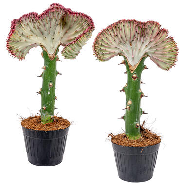 2x Euphorbia Lactea 'Cristata' - Cactus ⌀11 cm - ↕30 cm product