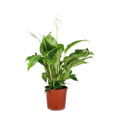 Spathiphyllum 'Bingo Cupido' - Lepelplant - ⌀17 cm - ↕65-75 cm product
