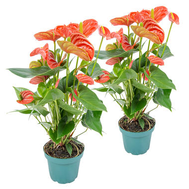 2x Anthurium 'Aristo' Oranje – Flamingoplant -⌀12 cm - ↕30-40 cm product