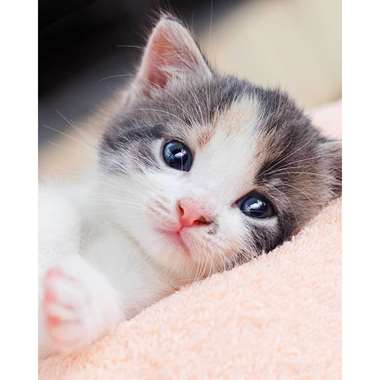 Animal Pictures Fleeceplaid Kitten - 120 x 150 cm - Roze product