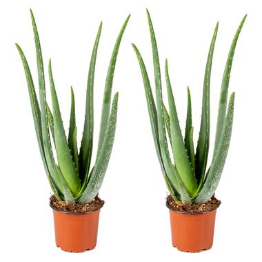 2x Aloe Vera Barbadensis - Vetplant - ⌀12 cm - ↕35-40 cm product
