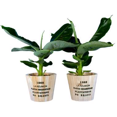 Intenz Home ® Twee bananenplantjes in houten pot Nairobi ⌀12 h30cm product