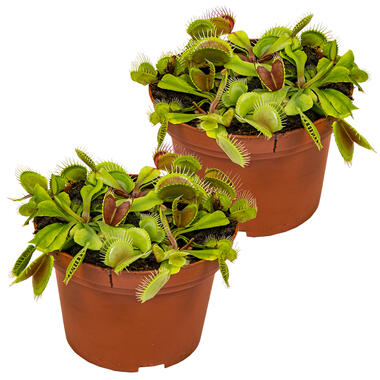 2x Dionaea Muscipula – Venusvliegenvanger – ⌀12 cm–↕10-15 cm product