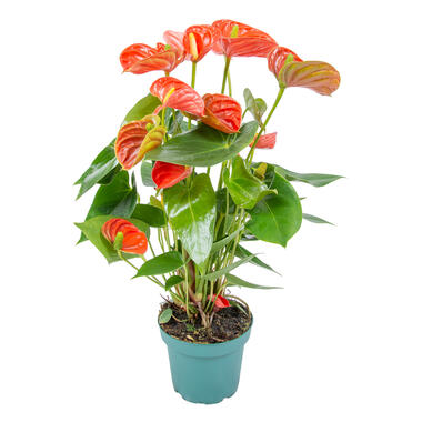 Anthurium 'Aristo' Oranje – Flamingoplant - ⌀14 cm - ↕45-55 cm product