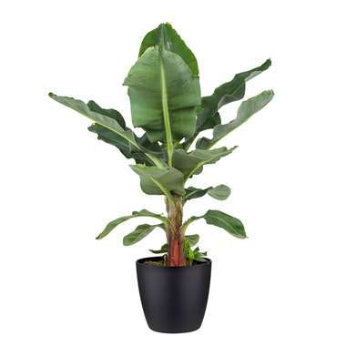 Bananenplant in ELHO ® Pure Round pot (zwart), ⌀ 30 cm, h 80 cm product