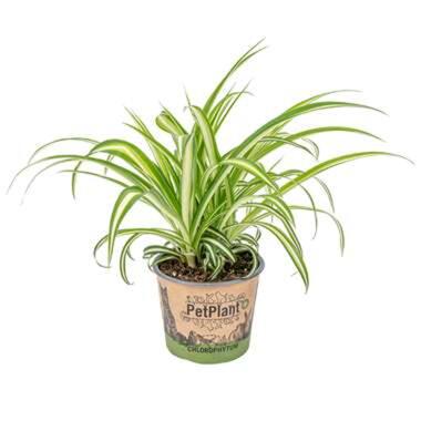 Graslelie - Chlorophytum 'Variegatum' Pot 12 cm - Hoogte 25 cm product