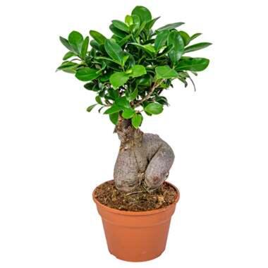 Bonsai boompje - Ficus 'Ginseng' Pot 17 cm - Hoogte 35 cm product