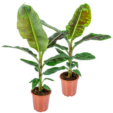 2x Musa Cavendish - Bananenplant - ⌀21 cm - ↕90-100 cm product