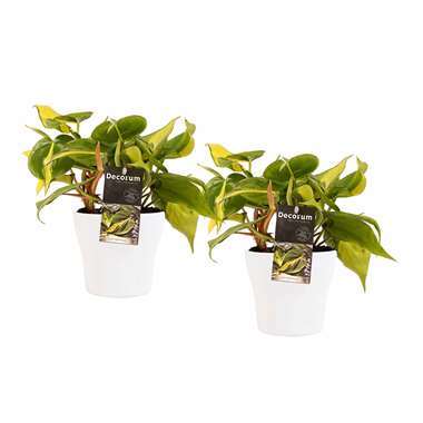 Decorum Duo Philodendron Brazil in keramiek Anna White ⌀ 12 cm h 15 cm product