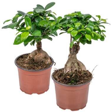 Ficus 'Ginseng' - Bonsaiboom 2x - Pot 12 cm - Hoogte 35 cm product