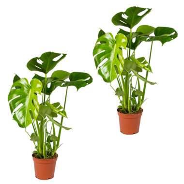 Gatenplant - Monstera 'Deliciosa' 2x - Pot 17 cm - Hoogte 65 cm product