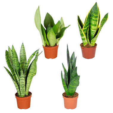 4x Sansevieria Mix – Vrouwentong – Succulent – ⌀9 cm –↕20-30 cm product