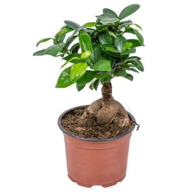 Bonsai boompje - Ficus 'Ginseng' - Pot 12 cm - Hoogte 35 cm product