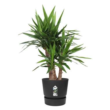 Yucca Elephantipes in ELHO ® Greenville pot (zwart) ⌀ 30 cm h 100 cm product