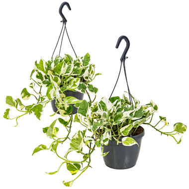 Scindapsus 'N-Joy' in hangpot 2x -Pot 17 - Hoogte 20 cm product
