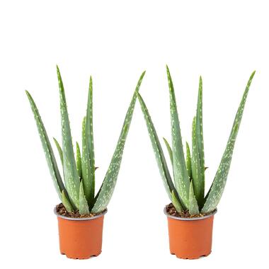 2x Aloe Vera Barbadensis - Vetplant - ⌀10,5 cm - ↕30-35 cm product