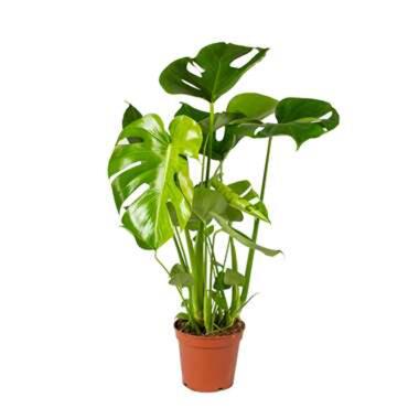 Monstera Deliciosa - Gatenplant - ⌀17 cm - ↕50-60 cm product
