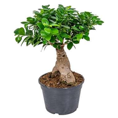 Bonsai boompje - Ficus 'Ginseng' Pot 20 cm - Hoogte 40 cm product