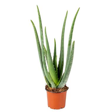 Aloë Vera – Vetplant & succulent - ⌀12 cm - ↕35-40 cm product