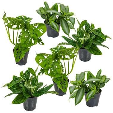 Mix van 6 Botanische kamerplanten - Pot 12 cm - Hoogte 20-30 cm product
