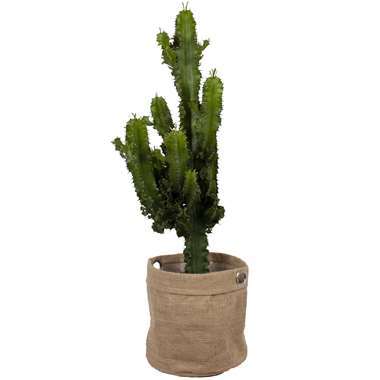 Euphorbia cactus in jute plantenzak ⌀ 22 cm h 70 cm product