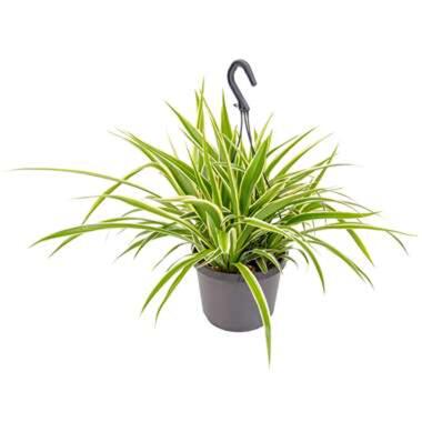Graslelie in Hangpot - Chlorophytum Variegatum - Pot 18 - Hoogte 45 cm product
