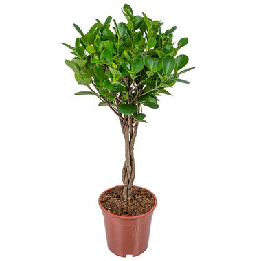 Rubberplant Ficus Microcarpa Moclame in Pot 17 cm - Hoogte70-80 cm product