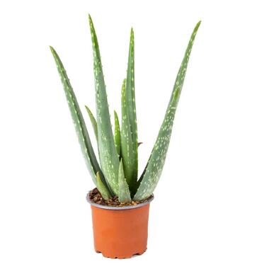 Aloë Vera – Vetplant & succulent - ⌀10,5 cm - ↕30-35 cm product