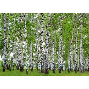 Sanders & Sanders fotobehang - bosrijk landschap - groen product