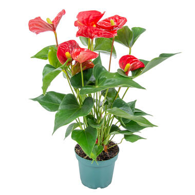 Anthurium - Flamingoplant rood - Pot 12 cm - Hoogte 50 cm product