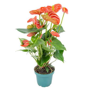 Anthurium 'Aristo' Oranje – Flamingoplant - ⌀12 cm - ↕30-40 cm product