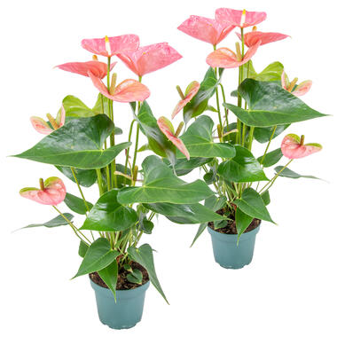 2x Anthurium 'Aristo' Roze – Flamingoplant - ⌀12 cm - ↕30-40 cm product