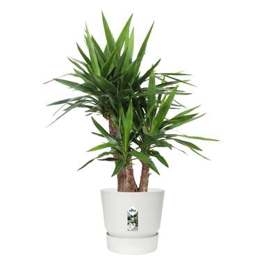 Yucca Elephantipes in ELHO ® Greenville pot (wit) ⌀ 30 cm h 100 cm product