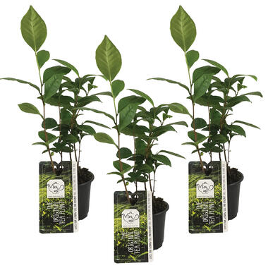 3x Theeplant - Camellia 'Sinensis' - Buitenplant ⌀10,5 cm - ↕20 cm product